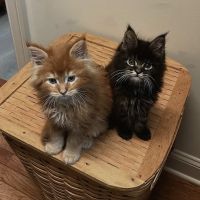 Mount Haven Cattery ico