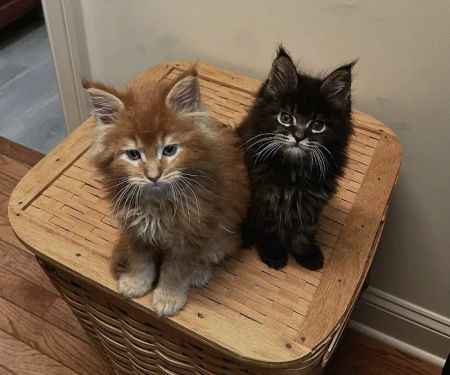 Mount Haven Cattery