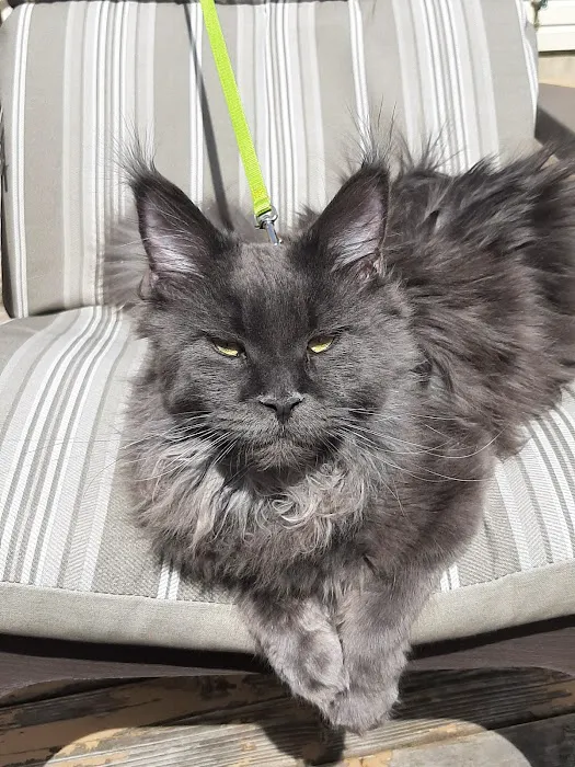 Mount Haven Cattery Picture 6