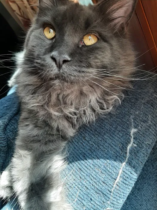 Mount Haven Cattery Picture 5