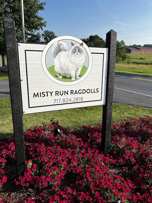 Misty Run Ragdolls Picture 2