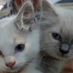 Misty Run Ragdolls