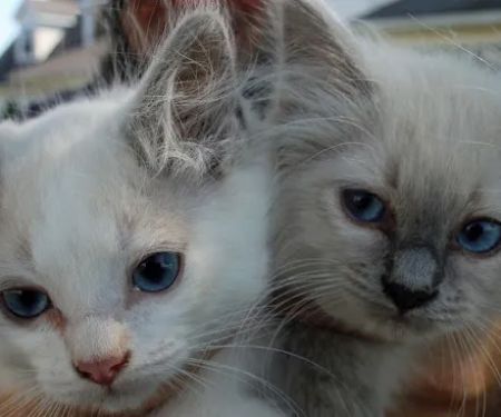 Misty Run Ragdolls
