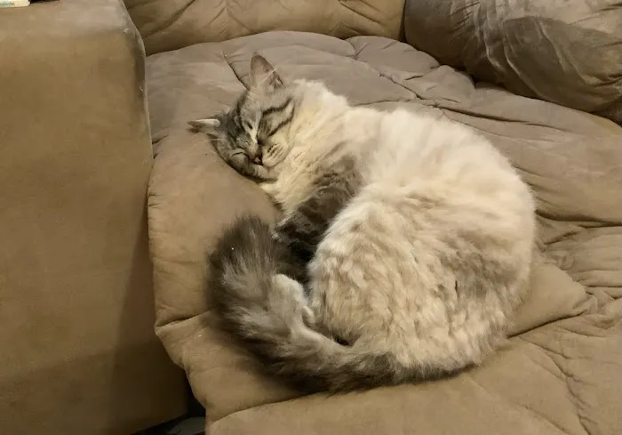 Misty Run Ragdolls Picture 6