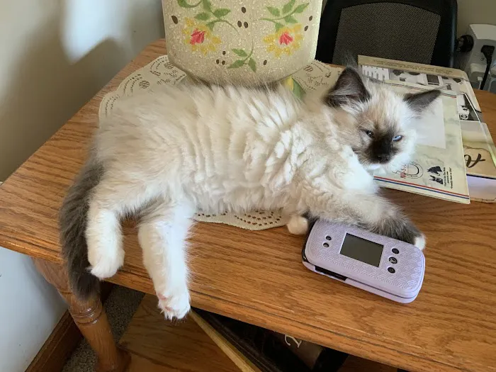 Misty Run Ragdolls Picture 4