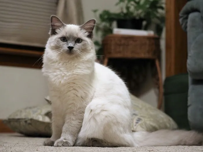 Misty Run Ragdolls Picture 5
