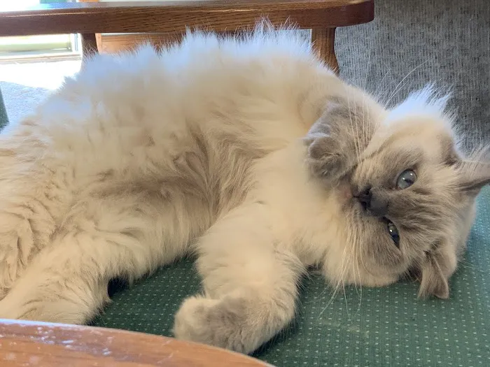 Misty Run Ragdolls Picture 9