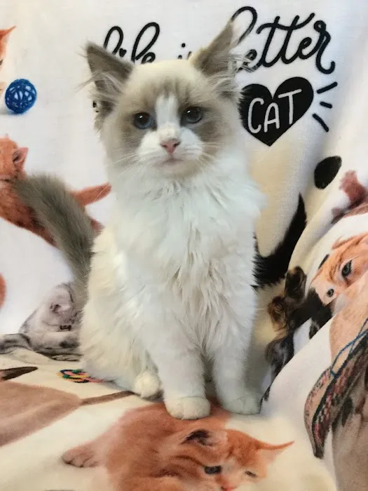Misty Run Ragdolls Picture 10