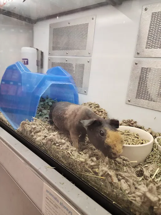 Petco Picture 4