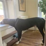 Harborwoods Integrative Veterinary Care:Dr. Leslie J. Osborne D.V.M.