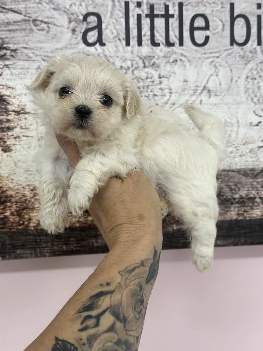 Lil Divas Puppy Boutique Picture 2