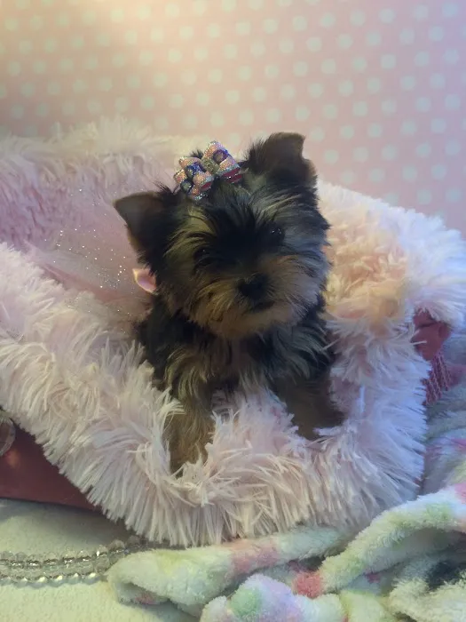 Lil Divas Puppy Boutique Picture 1