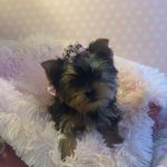 Lil Divas Puppy Boutique