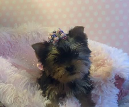 Lil Divas Puppy Boutique