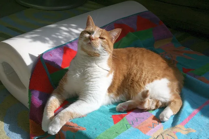 Feline Health Center Picture 1
