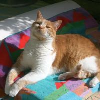 Feline Health Center ico
