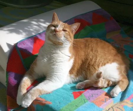 Feline Health Center