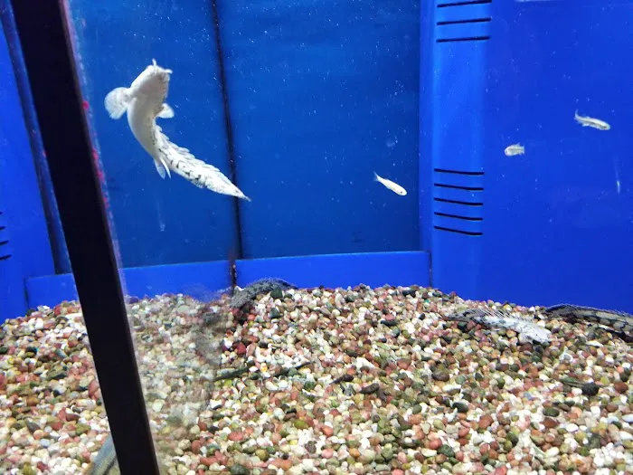 Winchester Aquarium & Pet Center Picture 6
