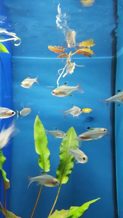 Winchester Aquarium & Pet Center Picture 5