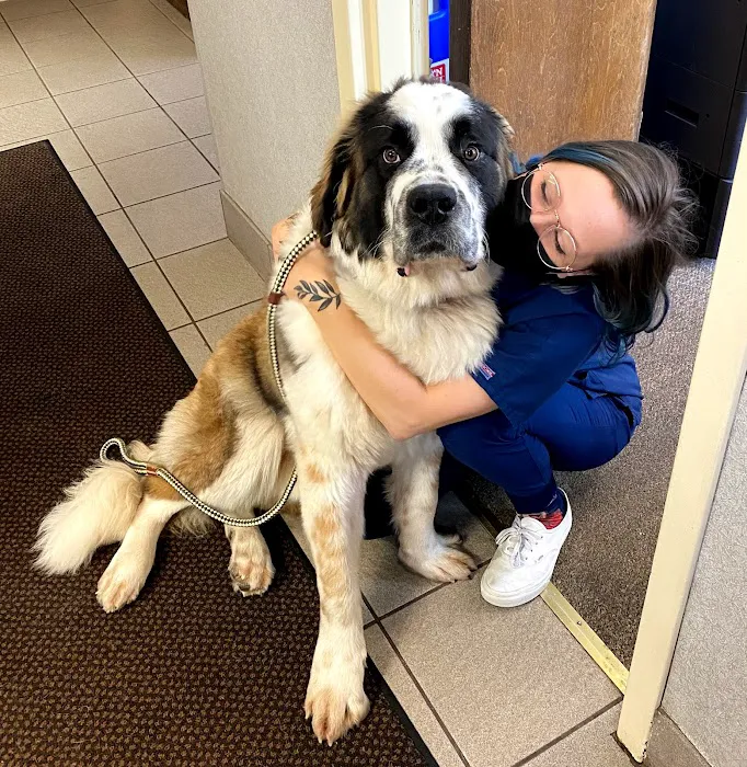 American Animal Hospital Picture 4