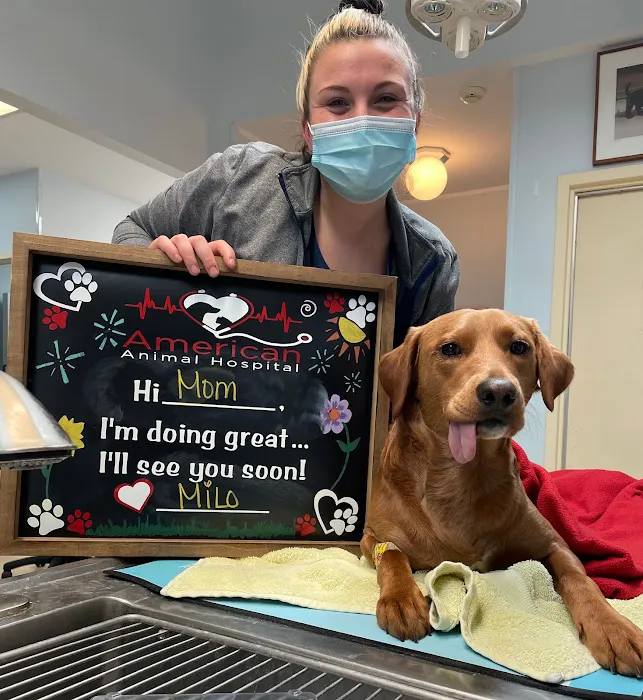 American Animal Hospital Picture 5