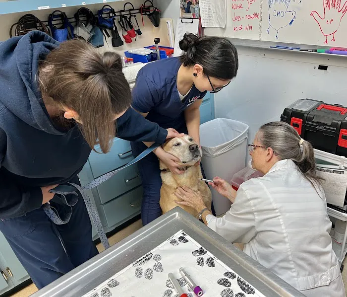 American Animal Hospital Picture 7