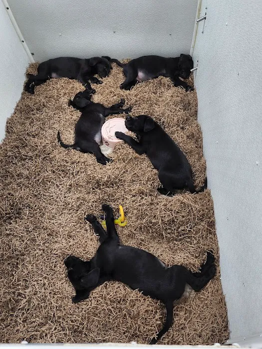 Puppy City Picture 4