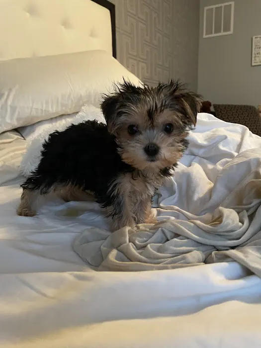 Puppy City Picture 3