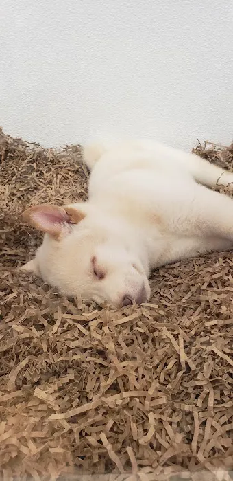 Puppy City Picture 5