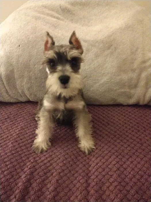 Puppy City Picture 6