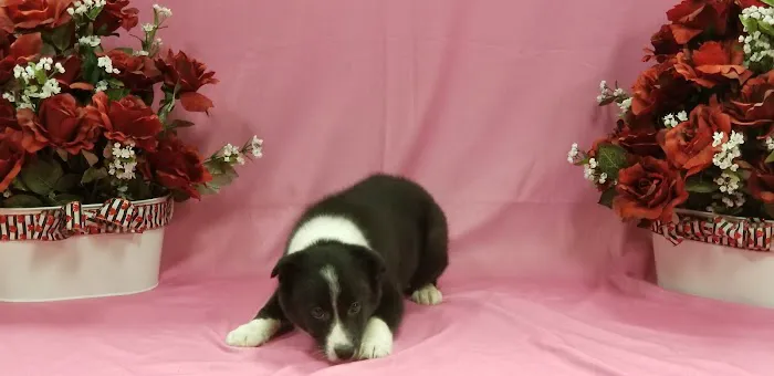 Puppy City Picture 8