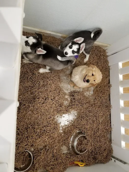 Puppy City Picture 9