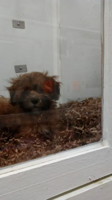 Puppy City Picture 7