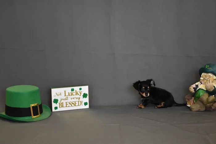 Puppy City Picture 10