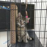Country Lakes Animal Clinic