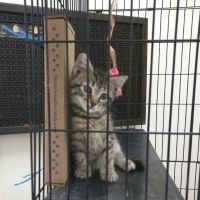 Country Lakes Animal Clinic ico