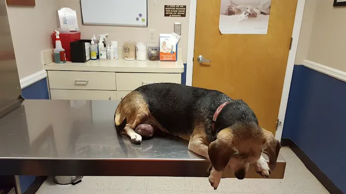 VCA Iselin Animal Hospital Picture 7