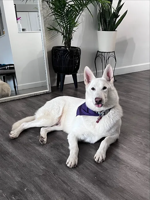 VCA Iselin Animal Hospital Picture 9