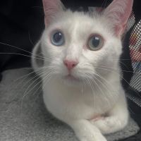 Lexington Animal Hospital ico