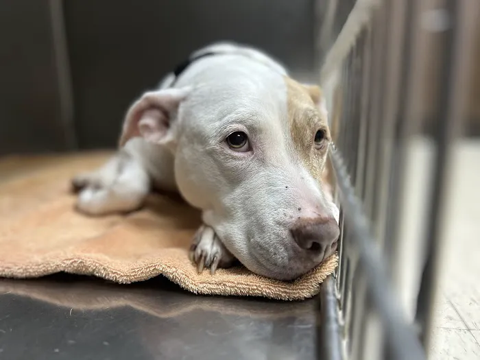 Lexington Animal Hospital Picture 2