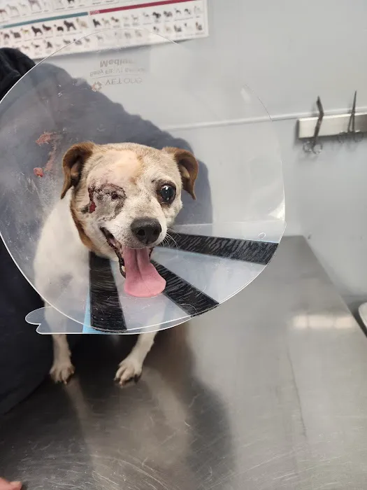 Lexington Animal Hospital Picture 5