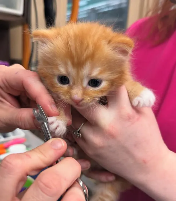Lexington Animal Hospital Picture 4