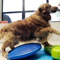 Westfield Veterinary Group ico