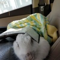 Paws Pet Boutique ico