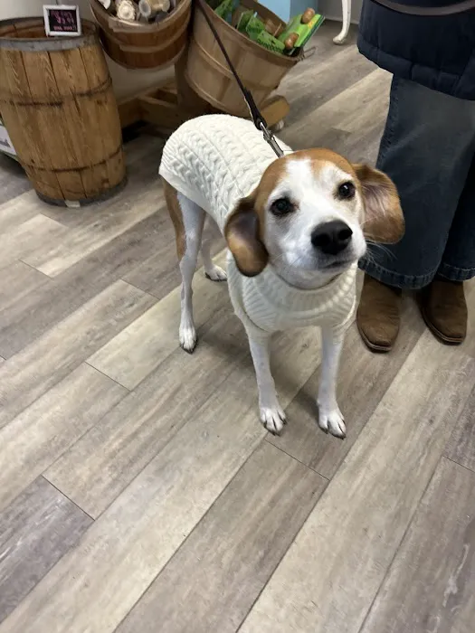 Paws Pet Boutique Picture 6