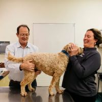 Animal Dermatology Clinic ico