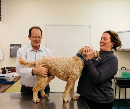 Animal Dermatology Clinic