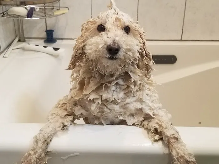 Animal Dermatology Clinic Picture 5
