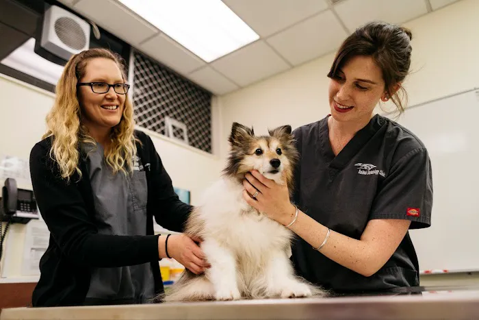 Animal Dermatology Clinic Picture 3