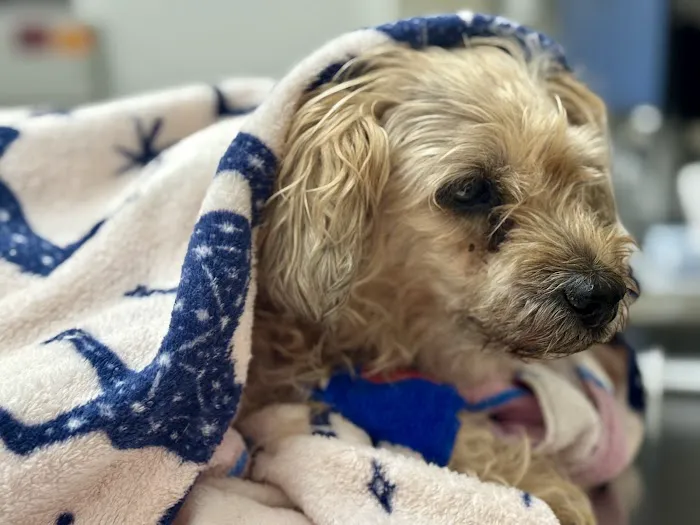 Garden State Veterinary Services Woodbridge Picture 3